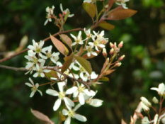 Amelanchier lamarckiiAmerikaans krenteboompje bestellen